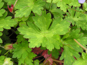Cranesbille--Jolly-Bee--foliage-by-Anna.gif