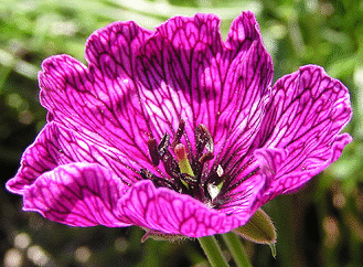 Cranesbill--Purple-Pillow.gif