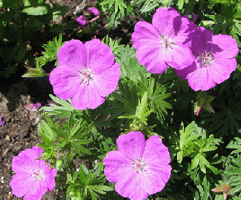 Geranium-sanguineum-bloody-cranesbille-by-dnnya.gif