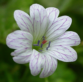 Geranium-versicolor--Geraniaceae--by-Tim-Waters.gif
