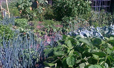 Organic-garden-by-s-shreeves.jpg