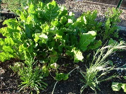 Interplanting-by-Strata-Chalup.jpg