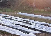 Row-covered-plants-by-Kurt-and-Sybilla.jpg