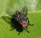 Tachinid-fly-by-Carla-Kishinami.jpg