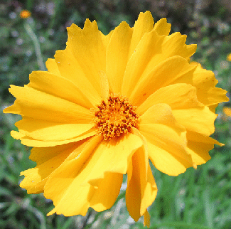 Coreopsis-lanceolata-by-Tanaka.gif
