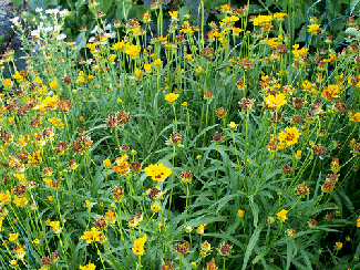 Coreopsis-lancelolata-Baby-Sun-by-F-D-Richards.gif
