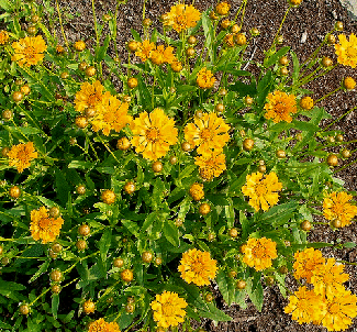 Coreopsis--Jethro-Tull-1.gif