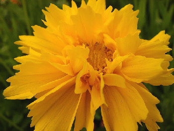 Asteraceae-Heliantheae-Coreopsis--early-sunrise--by-Echo-Forsberg.gif