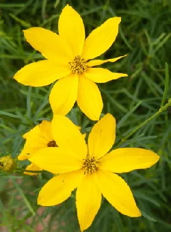 Coreopsis-verticillata-Zagreb-Threadleaf-by-the-ordinary-gardener.jpg