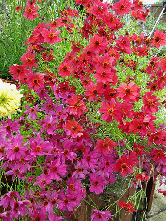 Coreopsis--Limerock-Passion--and-C.gif