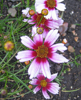 Coreopsis--Sweet-Dreams--by-Gordon-Joly.gif