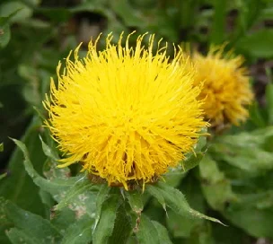 Centaurea-macrocephala-Armenian-Blanket-Flower-by-Midwest Gardening.jpg