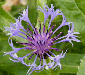 Centaurea-Montana--Blue--by-Midwest Gardening.gif