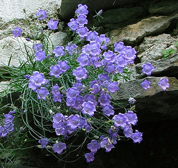Campanula--Samantha--by-Yael-Lew.gif
