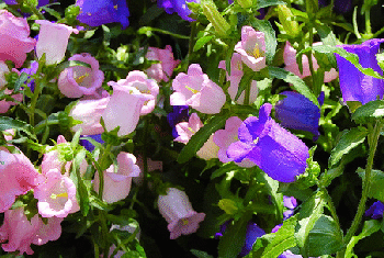 Campanula-Canterbury-Bells-by-geekygirlnyc.gif
