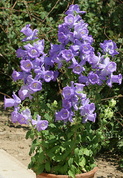 Campanula-medium--Calycanthema--by-Tivon-Ma.gif