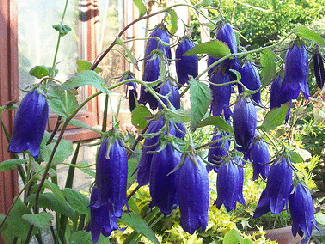 Campanula--Sarastro--by-Wally-Grom.gif