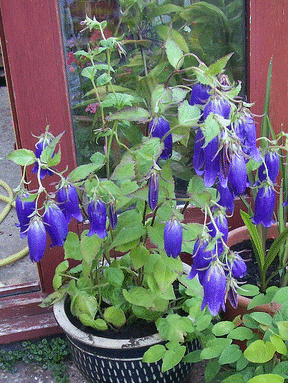 Campanula-Sarastro-by-Wally-Grom.gif
