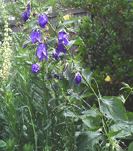 Campanula-x--Kent-Belle-.gif