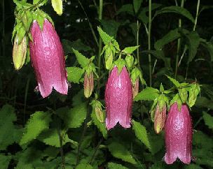 Campanula--Cherry-Bells--by-john-Brandauer1.gif