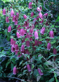 Campanula--Cherry-Bells--by-dogtooth.gif