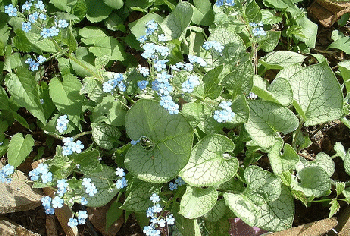 Brunnera--Jack-Frost--by-Henry10.gif