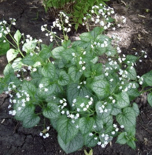Brunnera-Mr.gif