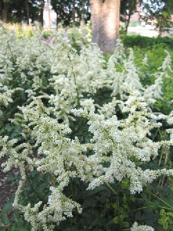 Astilbe-Visions-in-white.gif