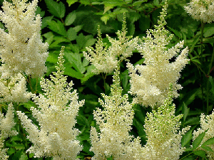 Astilbe--Deutschland-by-Gary.gif
