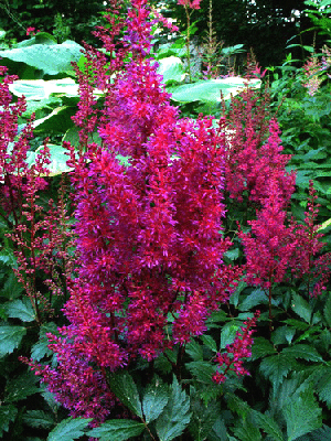 Astilbe-japonica--Elizabeth-van-Veen-.gif