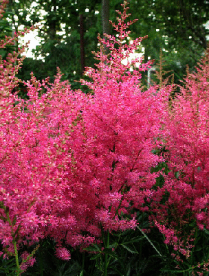 Astilbe-arendsii--Boogie-Woogie-.gif