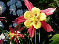 Aquilegia-McKana-Hybrid.gif