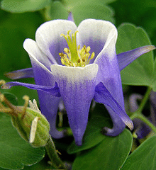 Aquilegia-Winky--Blue-and-White-.gif