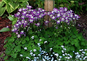 Aquilegia-Winky-by-grrlgeek.gif