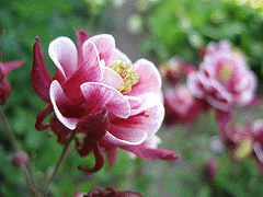 Aquilegia-Winky-Double--Red-and-White-.gif
