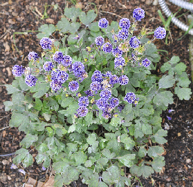 Aquilegia-Double-Winky-Columbine-by-Peter-Baer.gif
