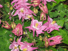 Aquilegia-columbine--Biedermeier.gif