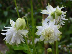 Aquilegia_-Lime_Sorbet-.jpg