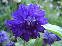 Aquilegia-vulgaris--Blue-Barlow-.gif