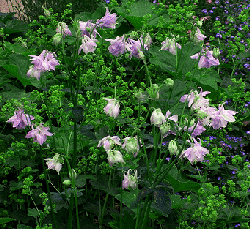 Aquilegia--Nora-Barlow-.gif