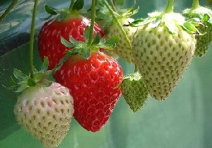 Container-Strawberries.jpg