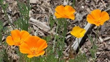 poppies.jpg