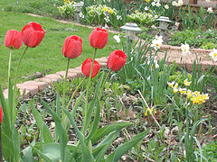 Spring-bulb-garden.gif