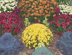 Fall-garden-bed.gif