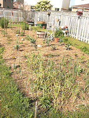 straw-mulch.gif