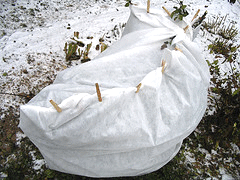 protected-rose-bush_1.gif