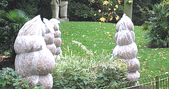 winter-protection-for-delicate-shrubs.gif