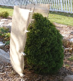 evergreen-shaded-for-winter by Midwest Gardening.gif