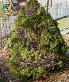 Dessicated-evergreen by Midwest Gardening.gif