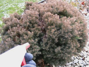 Wrapping Evergreens for Winter: Good Idea or Too Much Love? - The Garden  Buzz